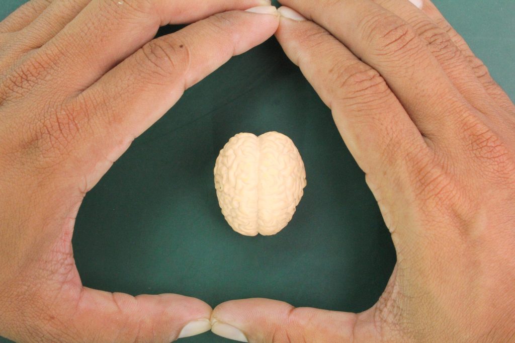 the hand makes a bracket shape and the brain in the middle. the concept of human brain care.